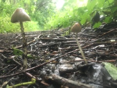 Psathyrella