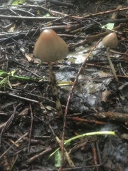 Psathyrella