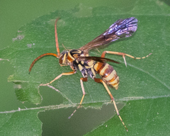 Poecilopompilus interruptus interruptus