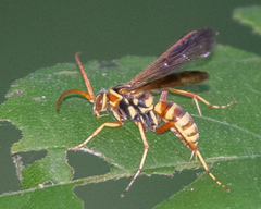 Poecilopompilus interruptus interruptus
