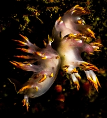 Dendronotus albus image