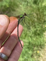 Calopteryx amata