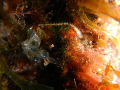 Ophiothrix