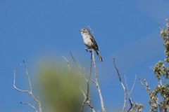 Vireo vicinior