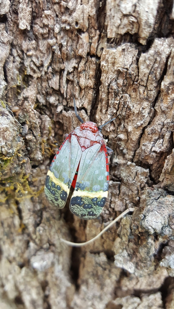 Aphaena astraea