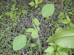 Impatiens pallida