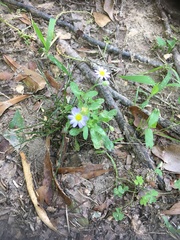 Astranthium ciliatum