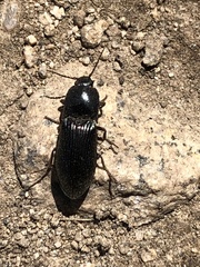Tesolasomus morulus