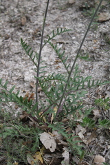 Brassica elongata pinnatifida