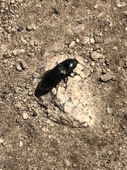 Tesolasomus morulus
