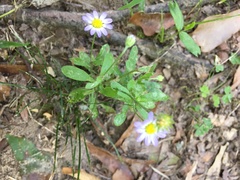 Astranthium ciliatum