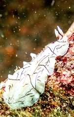 Eurylepta californica