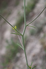 Brassica elongata pinnatifida