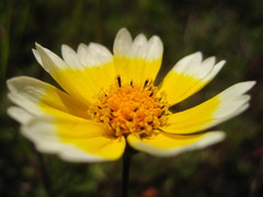 Layia platyglossa