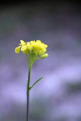 Brassica elongata pinnatifida