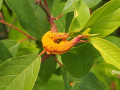 Puccinia coronata