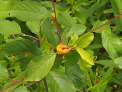 Puccinia coronata