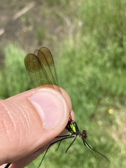 Calopteryx amata