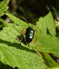 Rhagiini
