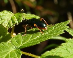 Rhagiini