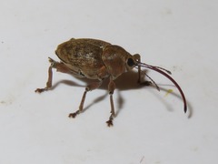Curculio nucum