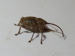 Curculio nucum