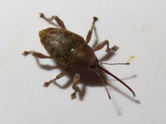 Curculio nucum