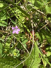 Geranium columbinum