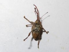 Curculio nucum