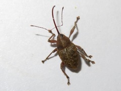 Curculio nucum