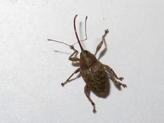 Curculio nucum
