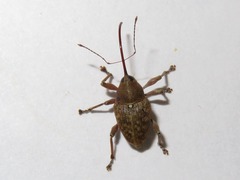 Curculio nucum
