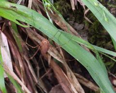 Leiobunum ventricosum