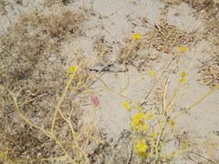 Haplophyllum tuberculatum
