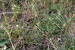 Libelloides macaronius