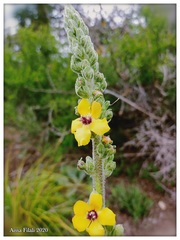 Verbascum rotundifolium rotundifolium