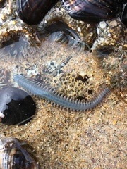 Phyllodocida
