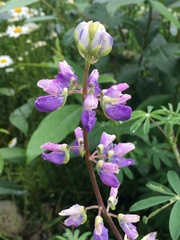 Lupinus rivularis