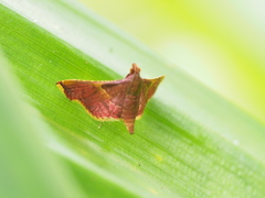 Endotricha mesenterialis