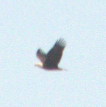 Haliaeetus leucocephalus washingtoniensis
