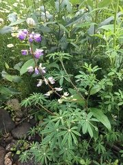 Lupinus rivularis