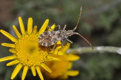 Centrocoris spiniger