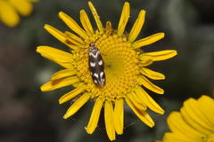 Scythris scopolella
