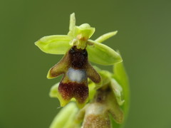 Ophrys insectifera aymoninii