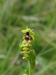 Ophrys insectifera aymoninii