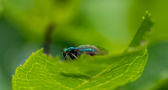 Condylostylus comatus