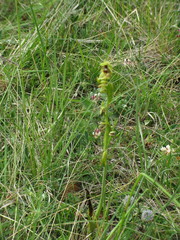 Ophrys insectifera aymoninii