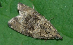 Syricoris