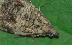 Syricoris