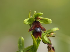 Ophrys insectifera aymoninii